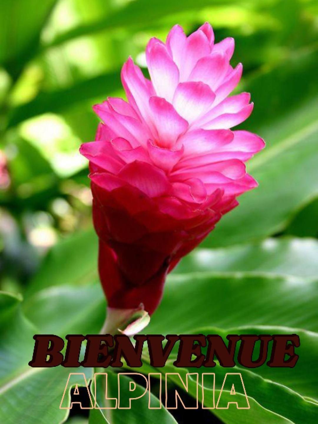 Alpinia Leilighet Sainte-Anne Eksteriør bilde